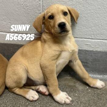 Labrador Retriever and Mixed Breed Dogs Available for Adoption - SUNNY | PetCurious