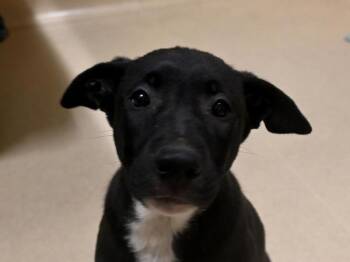 Shepherd Dogs Available for Adoption in Portland, Oregon - Mars | PetCurious
