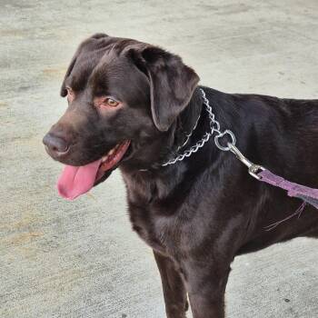 Labrador Retriever Dogs Available for Adoption in Warrington, Pennsylvania - Jackson | PetCurious