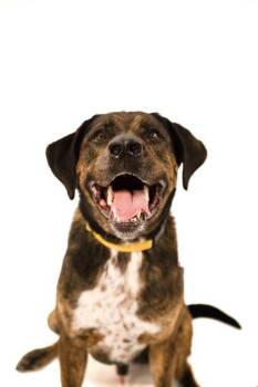 Wrangler -  Labrador Retriever and Mixed Breed Dog for Adoption in North Miami Beach, Florida - Wrangler | PetCurious