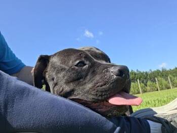 Botswana -  Pit Bull Terrier and Mixed Breed Dog for Adoption in Atlanta, Georgia - Botswana | PetCurious