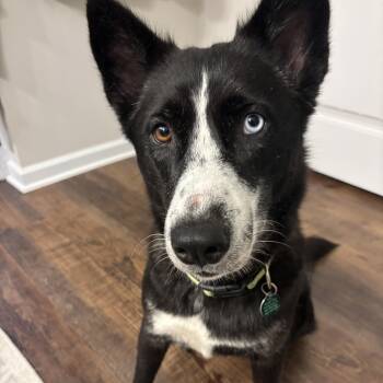Chopped Salad -  Husky Dog for Adoption in Columbia, South Carolina - Chopped Salad | PetCurious