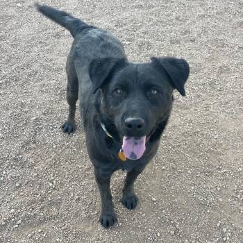 Black Labrador Retriever and Mixed Breed Dogs Available for Adoption in Prescott, Arizona - Abby | PetCurious