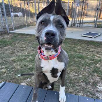 Pit Bull Terrier Dogs Available for Adoption in Klein, Texas - Hondo | PetCurious