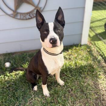 Bull Terrier and American Staffordshire Terrier Dogs Available for Adoption in Houston, Texas - Buzz | PetCurious