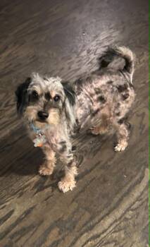 Jirmit -  Poodle and Australian Shepherd Dog for Adoption in Holly Springs, North Carolina - Jirmit | PetCurious