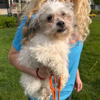 Shih Tzu and Mixed Breed Dogs Available for Adoption in Elk Grove Village, Illinois - Vincent | PetCurious