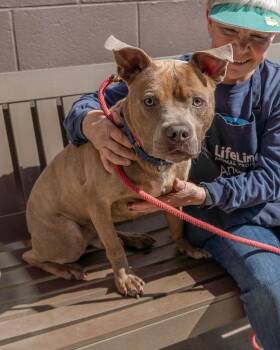 Mixed Breed Dogs Available for Adoption in Chamblee, Georgia - Cho - IN FOSTER | PetCurious