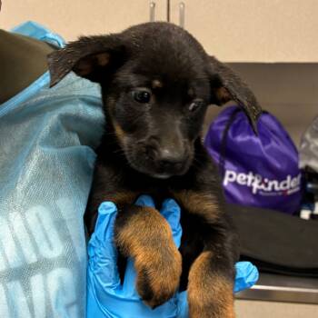 Rescue Shepherd Dogs for Adoption in San Antonio, Texas - Moe | PetCurious