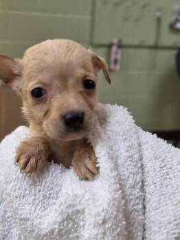 Chihuahua and Dachshund Dogs Available for Adoption in Burnsville, North Carolina - Tessa | PetCurious
