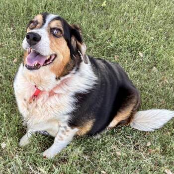Rosie -  Australian Shepherd and Beagle Dog for Adoption in Oklahoma City, Oklahoma - Rosie | PetCurious