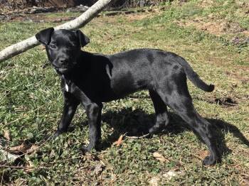 Retriever Dogs Available for Adoption - Atari | PetCurious