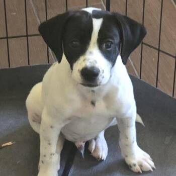 Lou -  Mixed Breed Dog for Adoption in Corbin, Kentucky - Lou | PetCurious