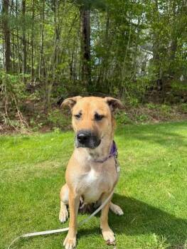 Lou Anne -  German Shepherd Dog and Labrador Retriever Dog Available for Adoption in Traverse City, Michigan - Lou Anne | PetCurious