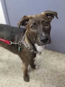 Mixed Breed Dogs Available for Adoption - Tuco FKA Bailey | PetCurious