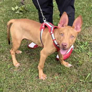 Meet LUCKY - 4 months old pup, sweet energetic boy -  American Staffordshire Terrier Dog for Adoption in Clifton, New Jersey - Meet LUCKY - 4 Months Old Pup, Sweet Energetic Boy | PetCurious