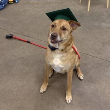 Pete -  Labrador Retriever Dog for Adoption in Sealy, Texas - Pete | PetCurious