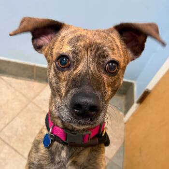 Rescue Mixed Breed Dogs for Adoption in Chattanooga, Tennessee - Ox | PetCurious