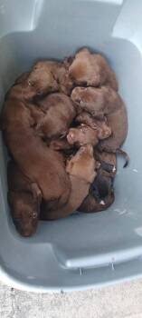 Chocolate Lab Mix Puppies (Girls) -  Labrador Retriever and Mixed Breed Dog for Adoption in Chattanooga, Tennessee - Chocolate Lab Mix Puppies (Girls) | PetCurious