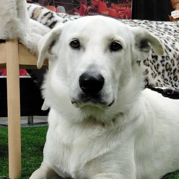 Rescue German Shepherd Dog and Labrador Retriever Dogs for Adoption in Austin, Texas - Lucky LiW | PetCurious