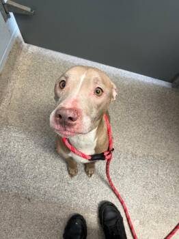 Pit Bull Terrier Dogs Available for Adoption in Troy, Ohio - Bella | PetCurious