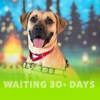 Simba -  Black Mouth Cur and Mixed Breed Dog for Adoption in Richmond, Virginia - Simba | PetCurious