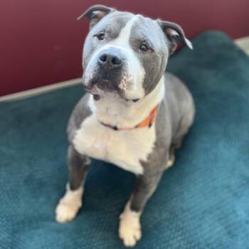 Brutus -  Mixed Breed Dog for Adoption in Janesville, Wisconsin - Brutus | PetCurious