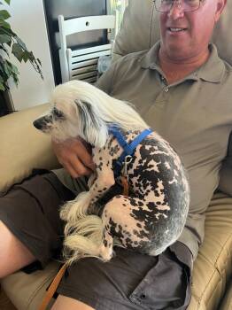 Jagger -  Chinese Crested Dog Dog for Adoption in Utica, Michigan - Jagger | PetCurious