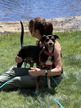 Whippet and Miniature Pinscher Dogs Available for Adoption in Weare, New Hampshire - Dylan | PetCurious