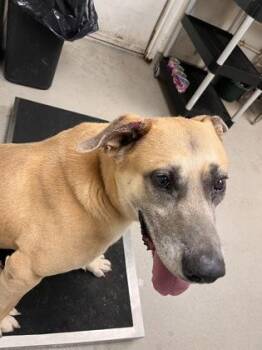 Max -  Mixed Breed Dog for Adoption in Athens, Georgia - Max | PetCurious