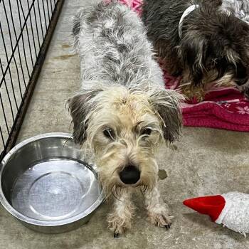 Marty -  Miniature Schnauzer and Yorkshire Terrier Dog for Adoption in Birmingham, Alabama - Marty | PetCurious