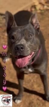 Missy -  Pit Bull Terrier Dog for Adoption in Shasta Lake, California - Missy | PetCurious