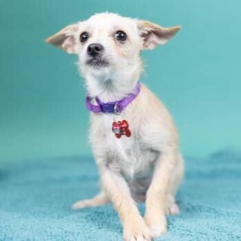 Terrier Dogs Available for Adoption in Portland, Oregon - Tonic | PetCurious