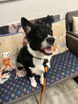 Lance -  Corgi and Hound Dog for Adoption in Ellijay, Georgia - Lance | PetCurious