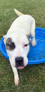 Rescue Akita and Labrador Retriever Dogs for Adoption in Washington Court House, Ohio - Snow | PetCurious