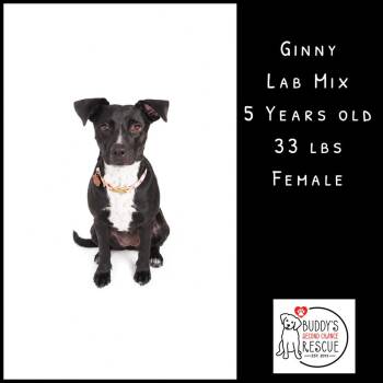 Ginny -  Labrador Retriever Dog for Adoption - Ginny | PetCurious