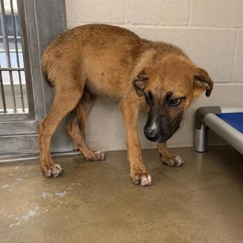 Peterbilt -  Shepherd and Mixed Breed Dog for Adoption in Pine Bluff, Arkansas - Peterbilt | PetCurious