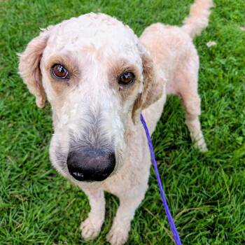 Standard Poodle Dogs Available for Adoption in Houston, Texas - Lainey Wilson | PetCurious