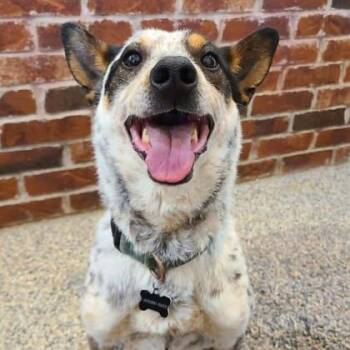 Australian Cattle Dog Blue Heeler Dogs Available for Adoption in Warr Acres, Oklahoma - Parker | PetCurious