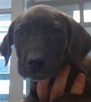 Hound Dogs Available for Adoption in Oklahoma City, Oklahoma - A475374 | PetCurious