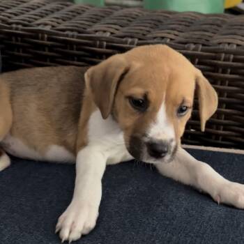 Hendrix -  Pit Bull Terrier and Australian Shepherd Dog for Adoption in Texarkana, Texas - Hendrix | PetCurious