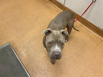 Pit Bull Terrier Dogs Available for Adoption in Martinez, California - VANILLA | PetCurious