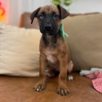 Labrador Retriever and Pit Bull Terrier Dogs Available for Adoption in Friendswood, Texas - Ranger DnD | PetCurious