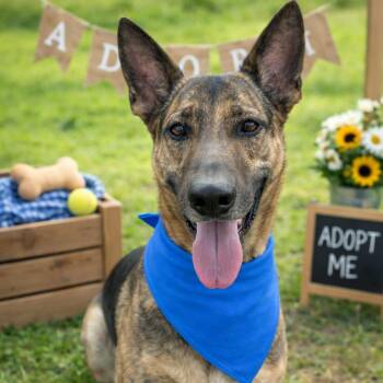 German Shepherd Dog Dogs Available for Adoption - CHUCKY GS  | PetCurious