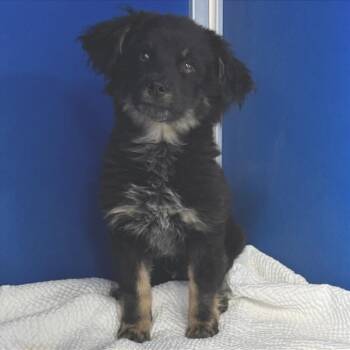 Mixed Breed Dogs Available for Adoption in Las Cruces, New Mexico - 106490 | PetCurious