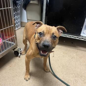 Dolomite -  Mixed Breed Dog for Adoption in Chattanooga, Tennessee - Dolomite | PetCurious
