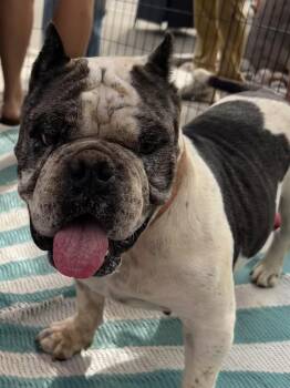Stella -  American Bulldog and Pit Bull Terrier Dog for Adoption in Bonita, California - Stella | PetCurious