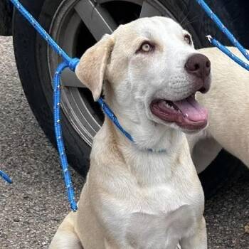 Montgomery -  Husky and Pit Bull Terrier Dog for Adoption in Nampa, Idaho - Montgomery | PetCurious
