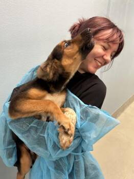 Thomas -  Mixed Breed Dog for Adoption in Wichita, Kansas - Thomas | PetCurious