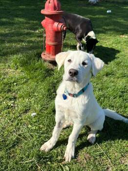 Benny -  Labrador Retriever Dog Available for Adoption in Sun Prairie, Wisconsin - Benny | PetCurious